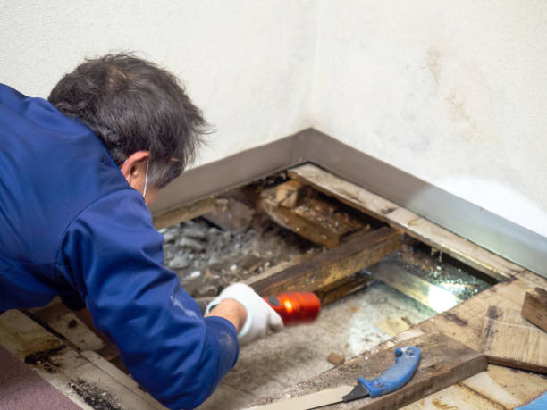 Best Emergency Mold Removal  in Lake Dallas, TX