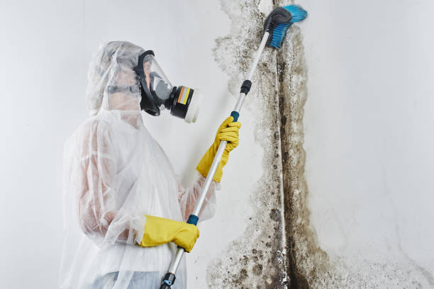 Best Attic Mold Removal  in Lake Dallas, TX