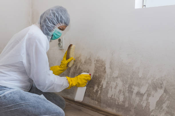 Best Mold Remediation Services  in Lake Dallas, TX