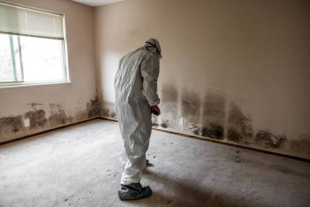 Best Certified Mold Removal  in Lake Dallas, TX