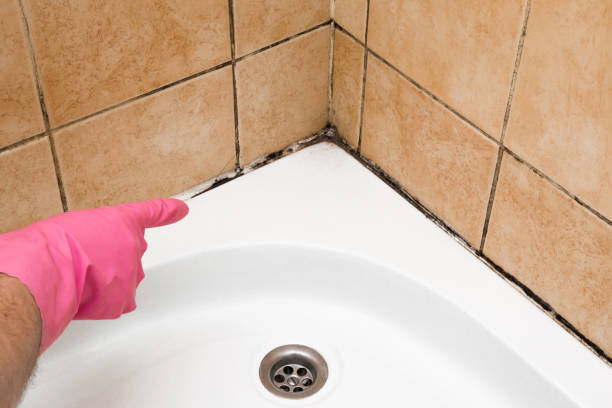 Lake Dallas, TX Mold Removal Company